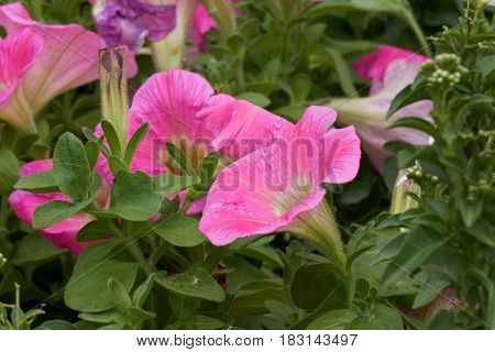 Dipladenia Mandevilla In Bloom In Spring