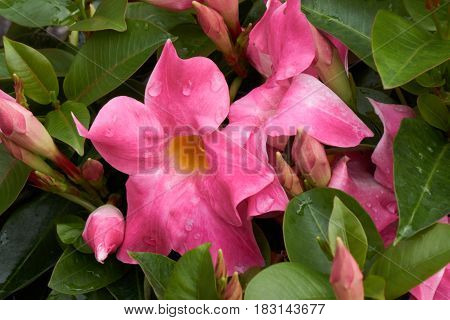 Dipladenia Mandevilla In Bloom In Spring