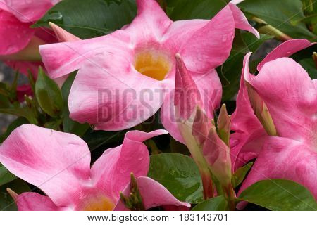 Dipladenia Mandevilla In Bloom In Spring
