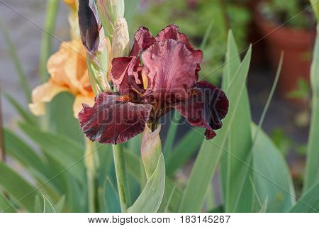 Iris Gladiolus In Bloom In The Garden