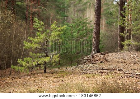 Spring Landscape In The Pine Forest During The Day