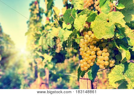 Bunch of fresh organic grape on vine branch. Wine making concept