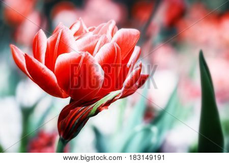 Macro shot of blooming red tulip. Nature background