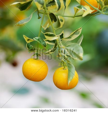 Close-up van Tangerine Boom met vruchten