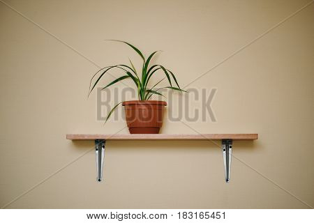 Chlorophytum One Flower in a brown pot on a shelf in the apartment. Light room. Design.