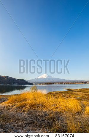 Mountain Fuji And Lake Kawaguchiko With Yellow Grass