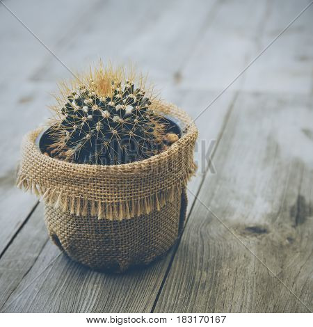 Cactus echinopsis calochlora on the wood table