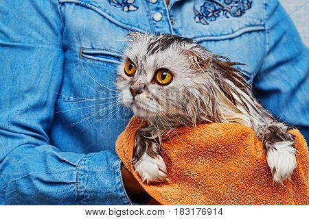 Wet just washed lop-eared cat of highland scottish fold breed in bathroom holded in hands