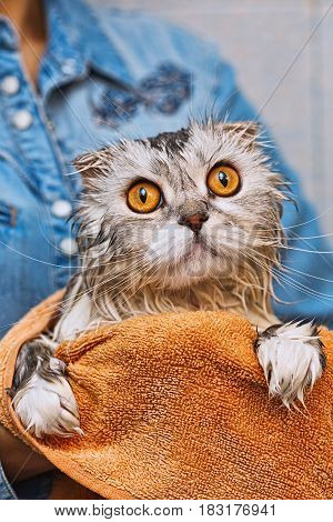 Just washed highland fold washed ed cat sitting on hands with widely opened amber eyes