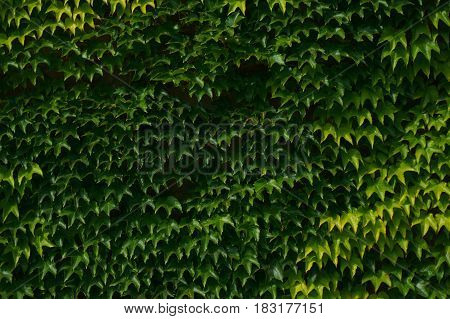 Ivy Plant Testure