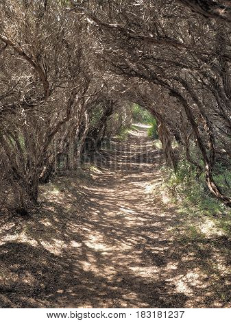 Path thorugh a tunnel formed by small coastal trees Cape Schanck Australia 2017