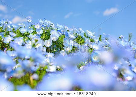 Nemophila flowers macro, or baby blue eyes, with selective focus on the background to create foreground blur