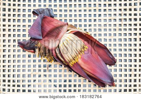 Closeup To Withered Flower Banana (edible) On Rattan Tray