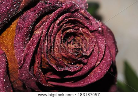 Dried flower of a rose in a spray of water.