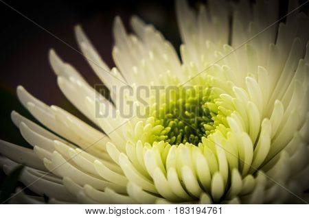 Close-up of Spray Type of Chrysanthemum (Dendranthemum grandifflora). White flowers isolated on black background with selective focus.