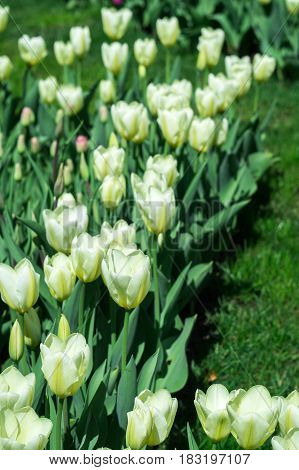 Lots of white tulips in a park