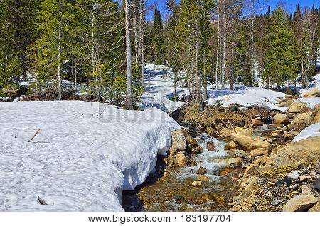 Spring landscape in the forest with brook from melting snow and first yellow coltsfoot flowers (Tussilago farfara) among the stones