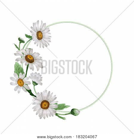 Wildflower chamomile flower frame in a watercolor style isolated. Full name of the plant: chamomile, daisy wheel .Aquarelle wild flower for background, texture, wrapper pattern, frame or border.