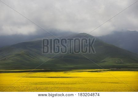 Valley Of Flowers-7907