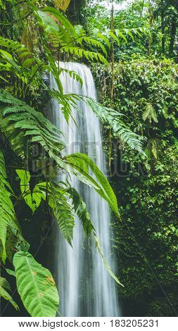 Close up of Waterfall hidden in lush jungle leaves, Bali, Indonesia.
