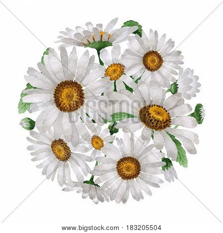 Wildflower chamomile flower in a watercolor style isolated. Full name of the plant: chamomile, daisy wheel .Aquarelle wild flower for background, texture, wrapper pattern, frame or border.