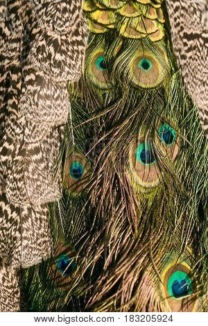 Beautiful Peacock Feathers