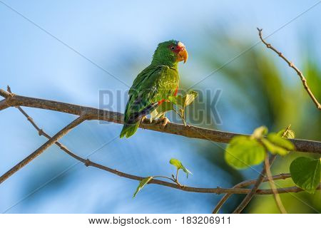 Red lored parrot (Amazona autumnalis) on the branch.