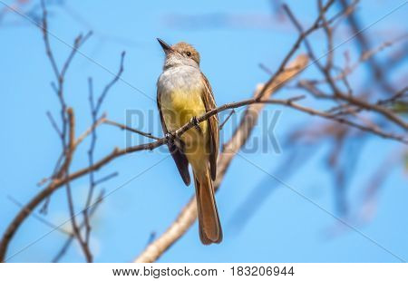Tropical kingbird (Tyrannus melancholicus) on the branch over blue sky background.