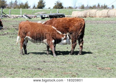Hereford  Cow & Heifer
