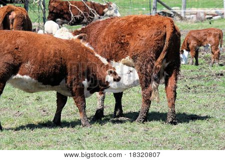 Hereford  Cow & Heifer