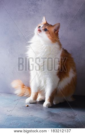Red and white flaffy cat sitting and looking up on gray background