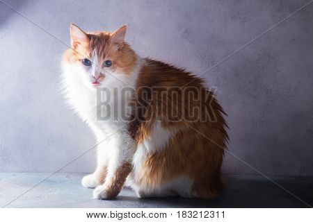 Red and white flaffy cat on gray background