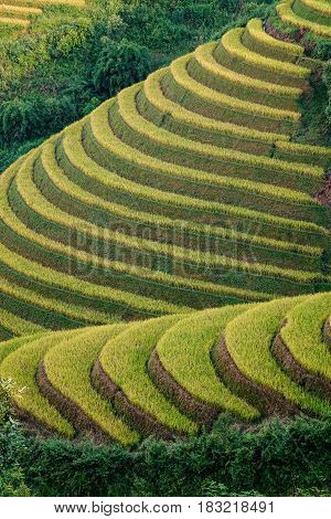 Landscape Of Terraced Rice Field In Northern Vietnam