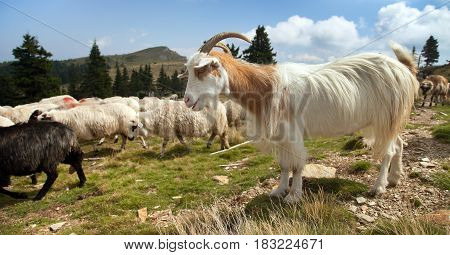 herd of sheep in alps dolomites mountains ovis aries sheep is typical farm animal on mountains