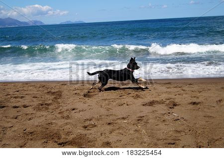 Dog Breed Pinscher Running on the Beach