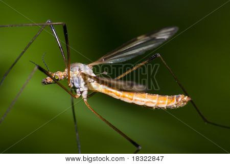 Crane Fly