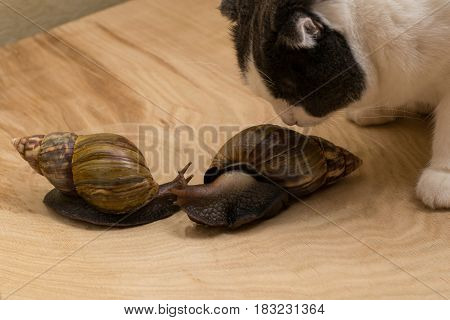 African snails Achatina at home with the cat sniffs them on wooden background. Friendship of animals