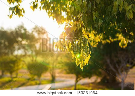 Fresh green leaves on nature framing the sun in the middle and forming rays of light.