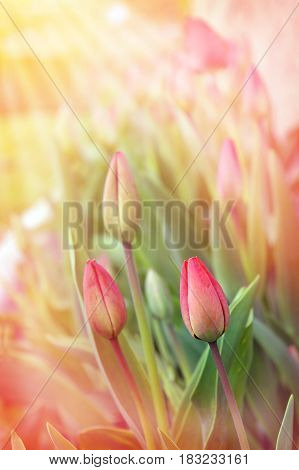 Delicate red tulips in the sunlight. Spring. Card. Beautiful spring flowers. A Sunny spring day. Selective focus.