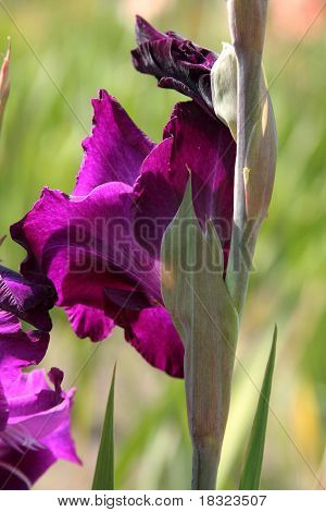 Gladioli viola