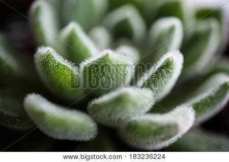 Green leaves of succulent, macro shot, abstract natural background photo. Home floriculture.