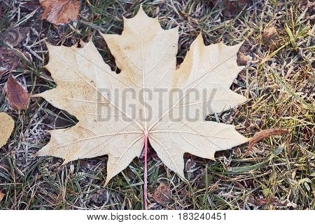 Autumn maple leafs on spruce. Beautiful autumn.
