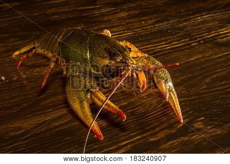 Live Crawfish On A Wooden Board
