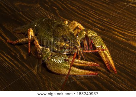 Live Crawfish On A Wooden Board