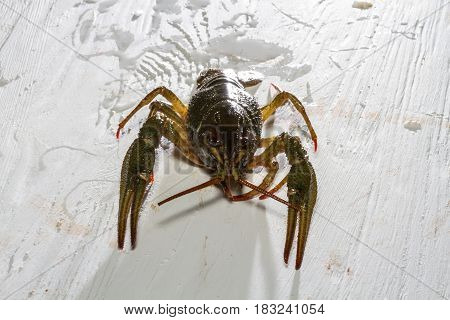 Live Crawfish On A Wooden Board