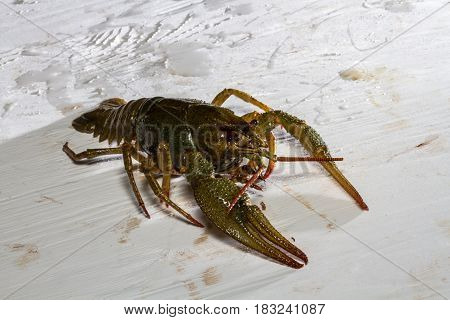 Live Crawfish On A Wooden Board