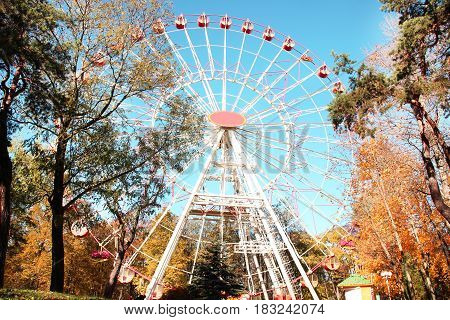 A colorful ferris wheel in amusement park. Autumn park.