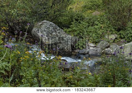 View of streamlet, grass, wild flower in middle part at Rila mountain toward Maliovitza peak, Bulgaria