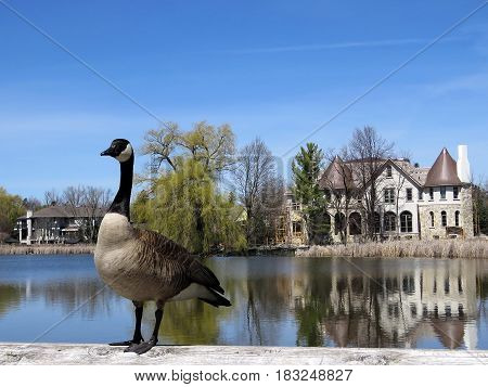 Canadian goose on the bank of Oakbank Pond in Thornhill Canada