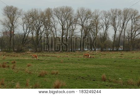 A Walk In The Amsterdam Forest